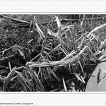 Park Rauischholzhausen