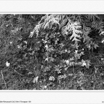 Park Rauischholzhausen